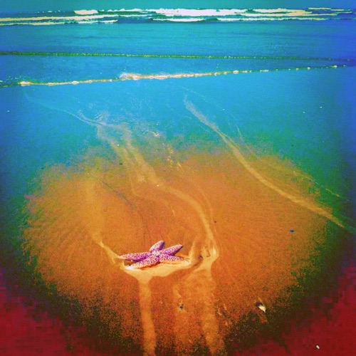SEA FUZZ